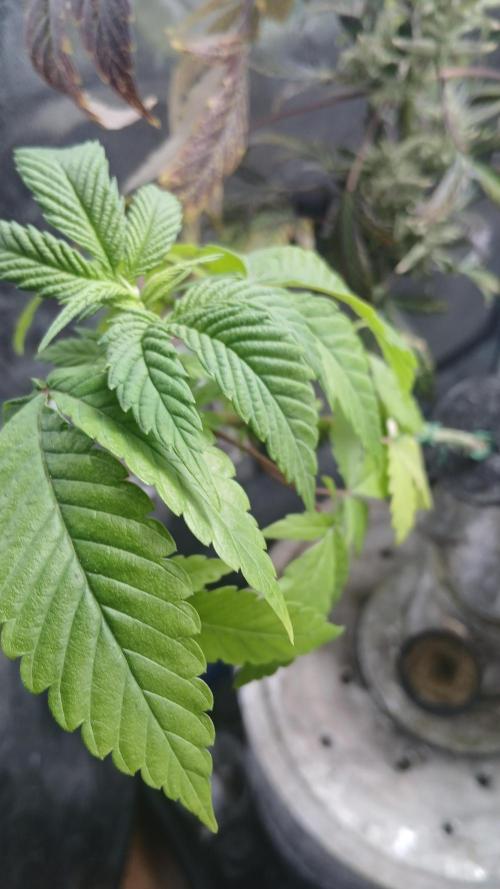 Perpetual grow Tower défonce. Week 12 - Has this photoperiodic plant started flowering ?