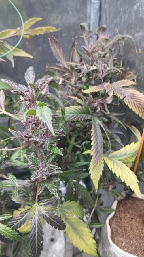 Perpetual grow Tower défonce. Week 12