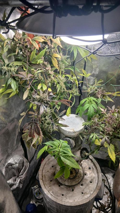 Perpetual grow Tower défonce. Week 12