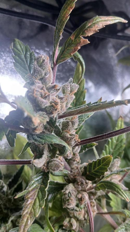 Perpetual grow Tower défonce. Week 12