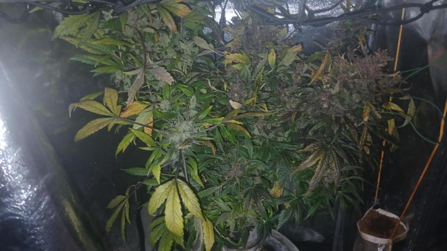 Perpetual grow Tower défonce. Week 12