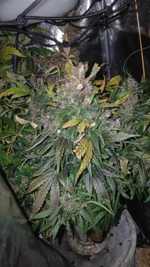 Perpetual grow Tower défonce. Week 12