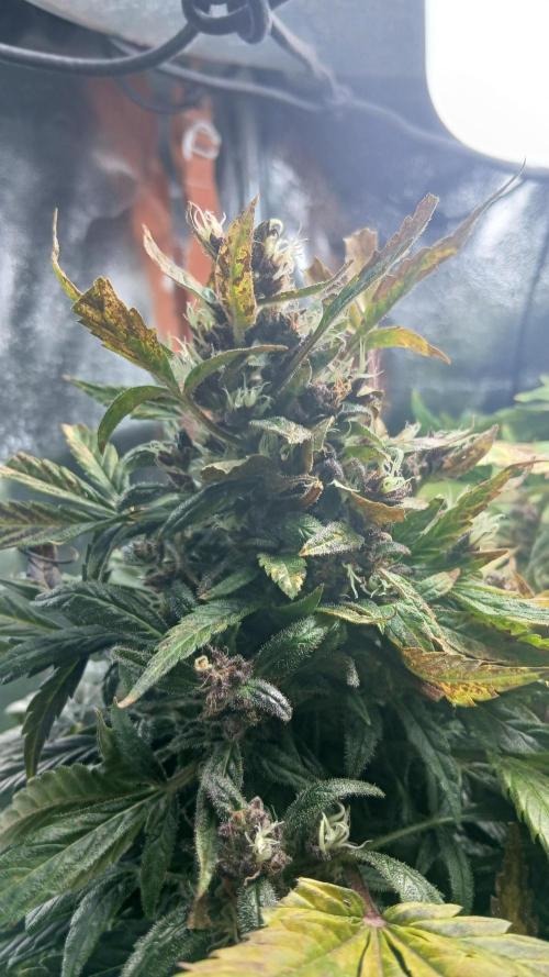 Perpetual grow Tower défonce. Week 12