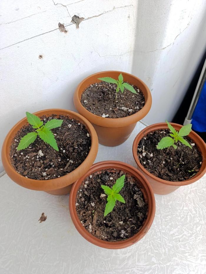 Suzi. Week 3 - 🤩 love