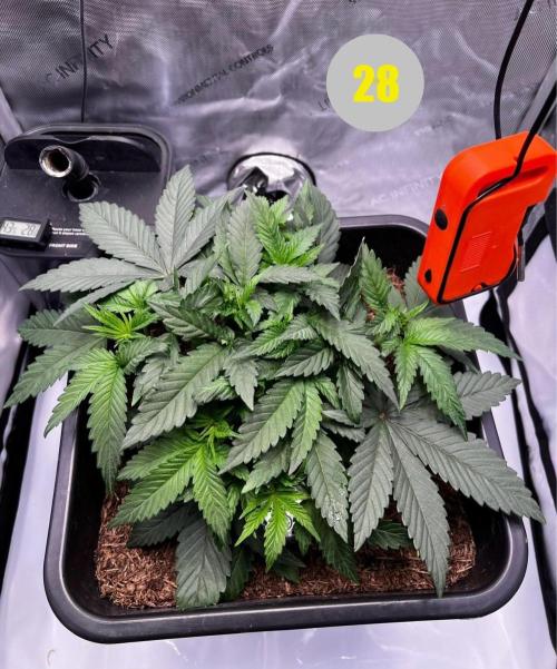 Pink Banana Runtz. Week 4