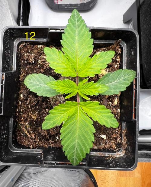Pink Banana Runtz. Week 2