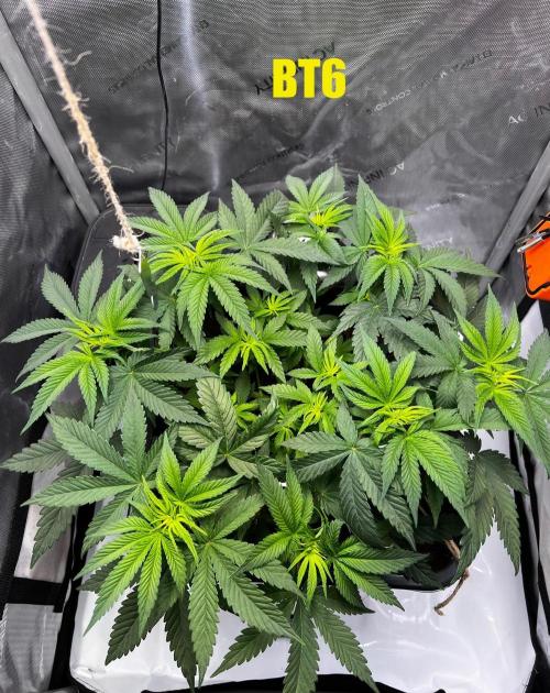 PBR 60x60. Week 5