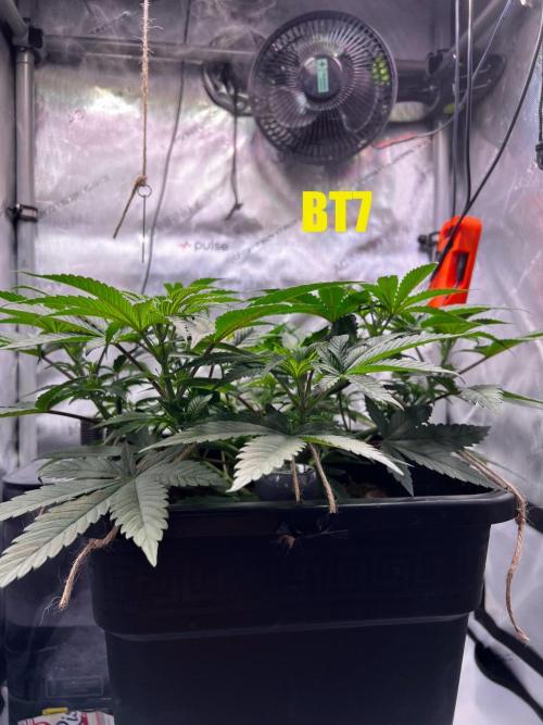 Pink Banana Runtz. Week 5