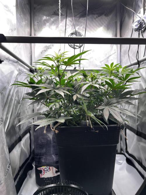 Pink Banana Runtz. Week 6