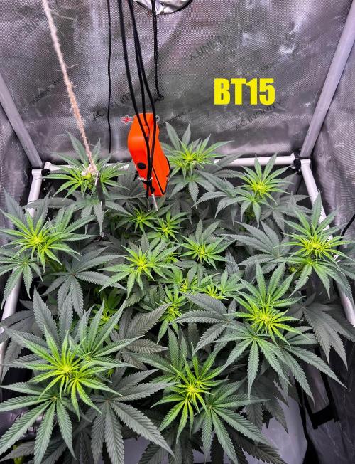 PBR 60x60. Week 7