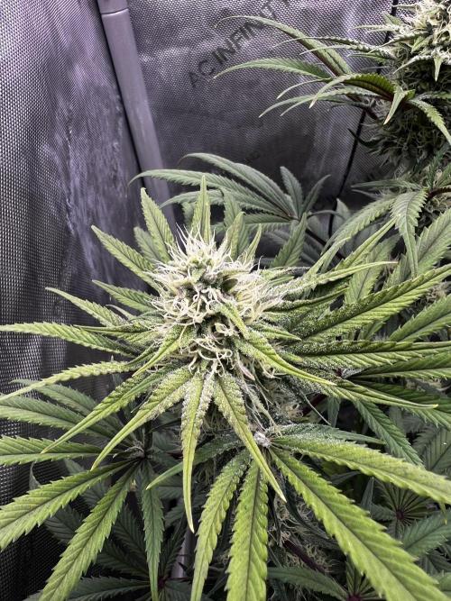 PBR 60x60. Week 9