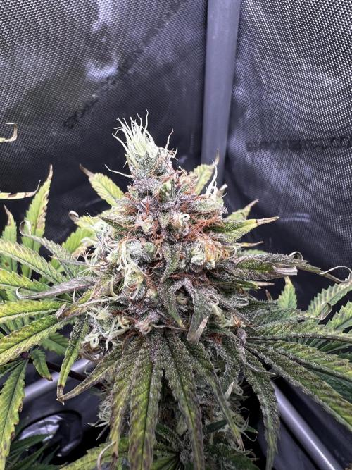 PBR 60x60. Week 12