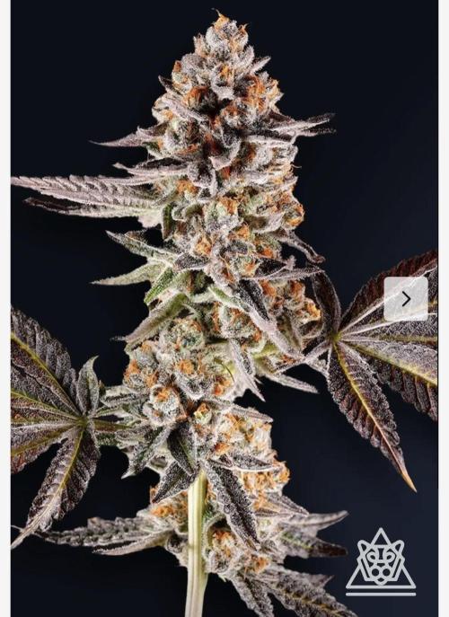 La Bomba !!!. Week 0