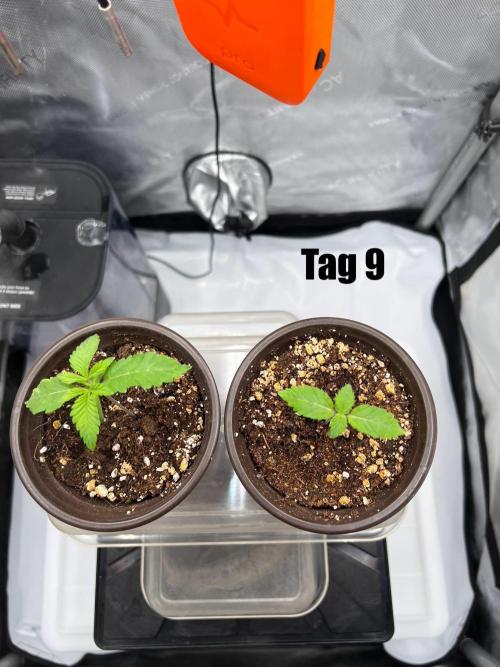 La Bomba !!!. Week 2