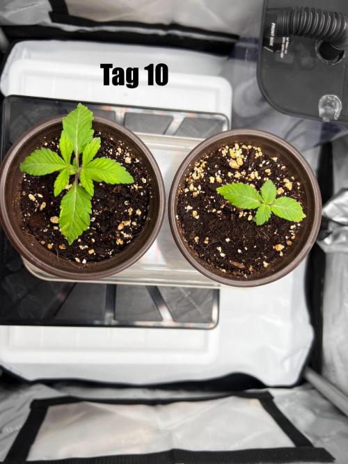 La Bomba !!!. Week 2