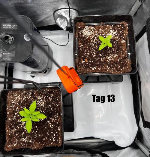 La Bomba !!!. Week 2