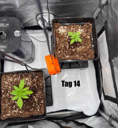 La Bomba !!!. Week 2
