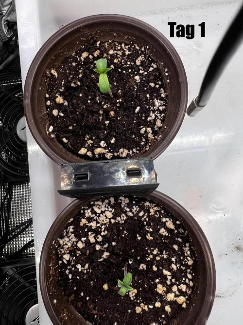 La Bomba !!!. Week 1