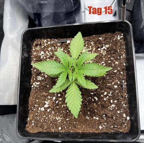 La Bomba !!!. Week 3