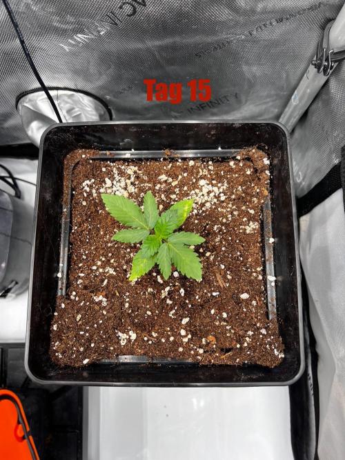 La Bomba !!!. Week 3