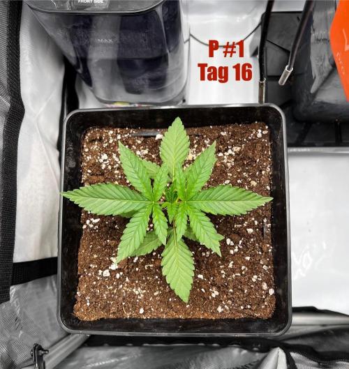 La Bomba !!!. Week 3