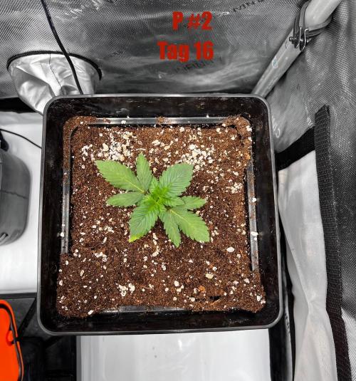 La Bomba !!!. Week 3