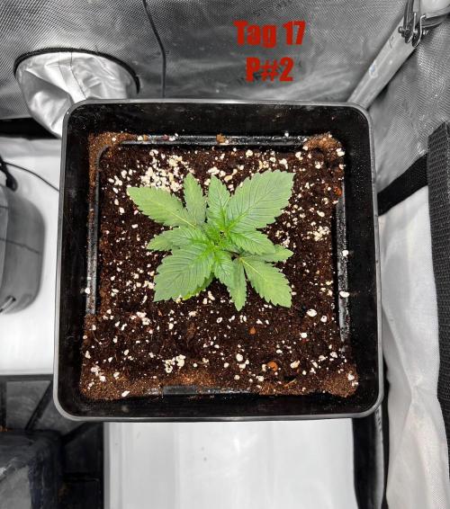La Bomba !!!. Week 3