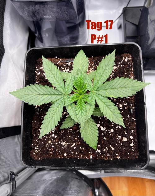 La Bomba !!!. Week 3