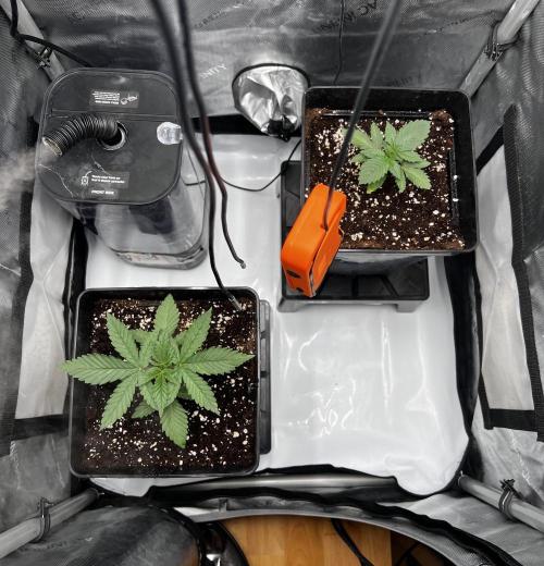 La Bomba !!!. Week 3
