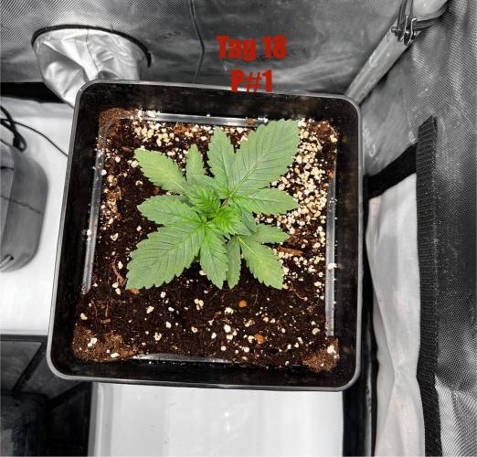 La Bomba !!!. Week 3