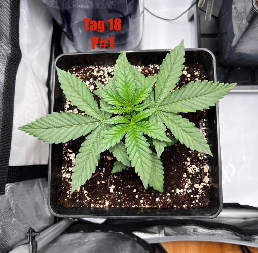 La Bomba !!!. Week 3