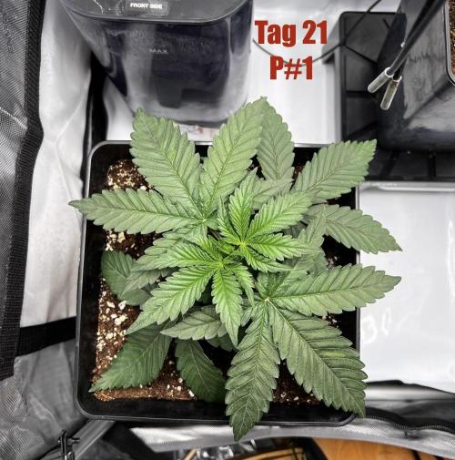 La Bomba !!!. Week 3