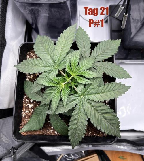 La Bomba !!!. Week 3