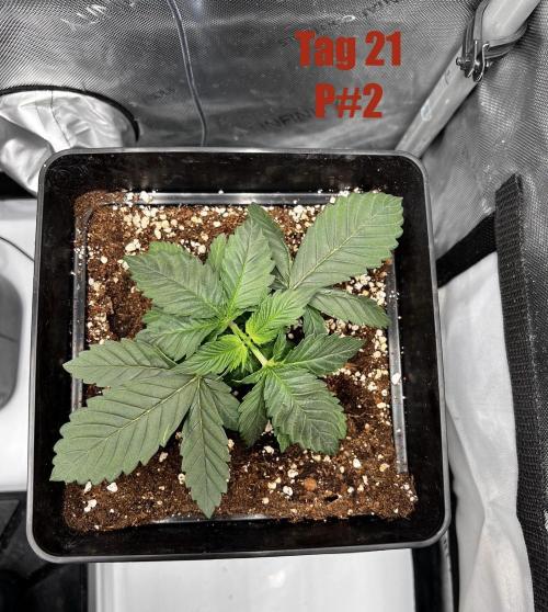 La Bomba !!!. Week 3
