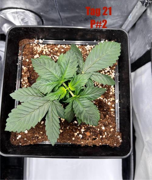 La Bomba. Week 3