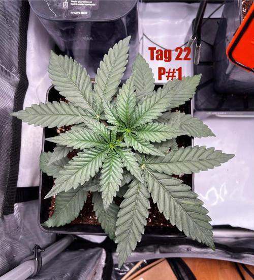 La Bomba !!!. Week 4