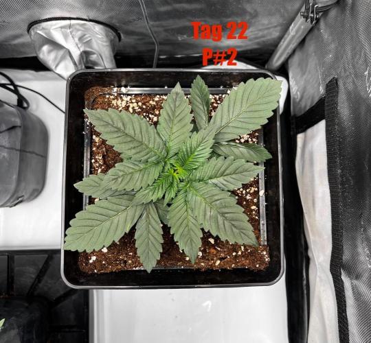 La Bomba !!!. Week 4