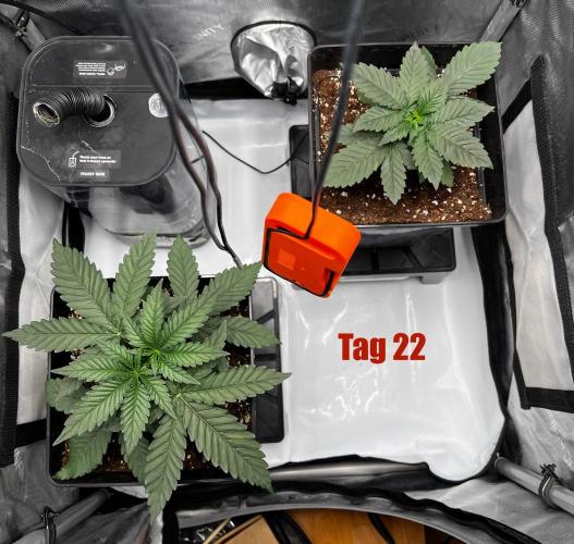 La Bomba !!!. Week 4