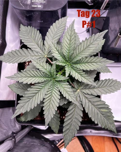 La Bomba !!!. Week 4