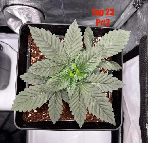 La Bomba !!!. Week 4