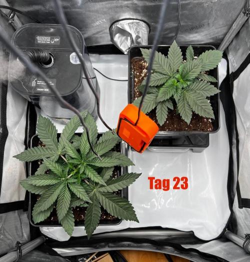 La Bomba !!!. Week 4