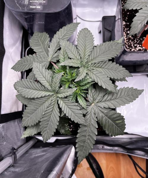 La Bomba !!!. Week 4