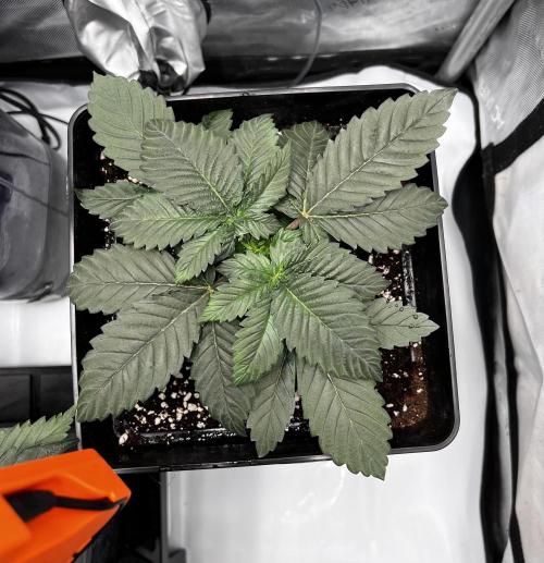 La Bomba !!!. Week 4
