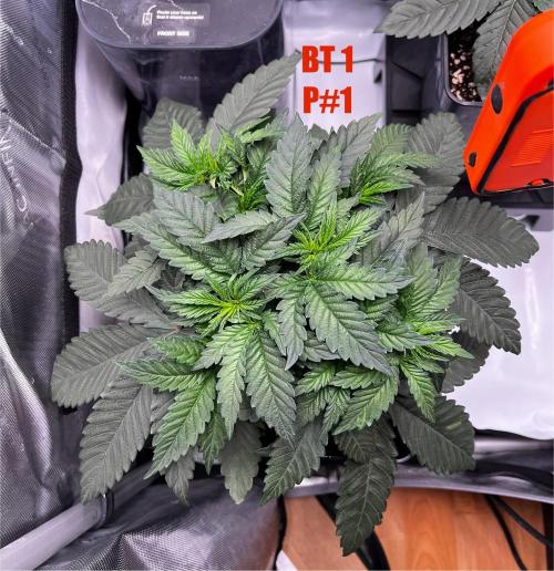 La Bomba !!!. Week 5