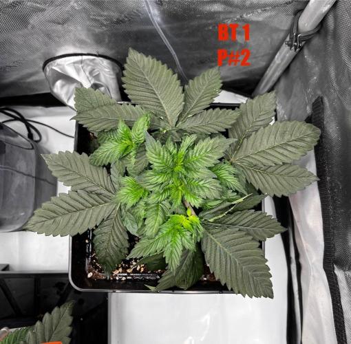 La Bomba !!!. Week 5