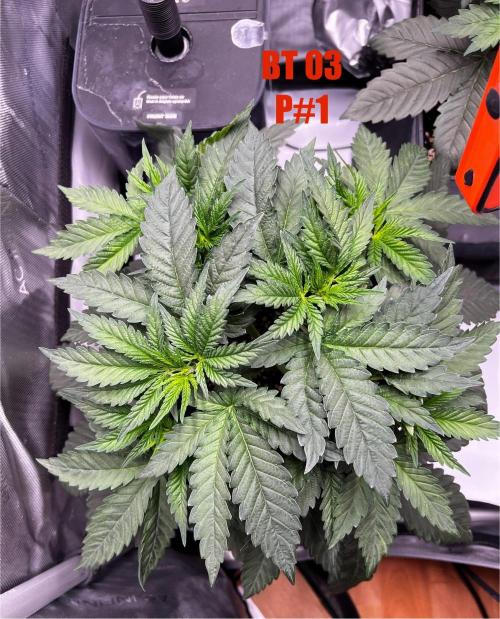 La Bomba !!!. Week 5