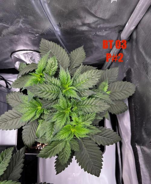 La Bomba !!!. Week 5