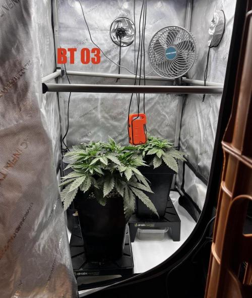 La Bomba !!!. Week 5