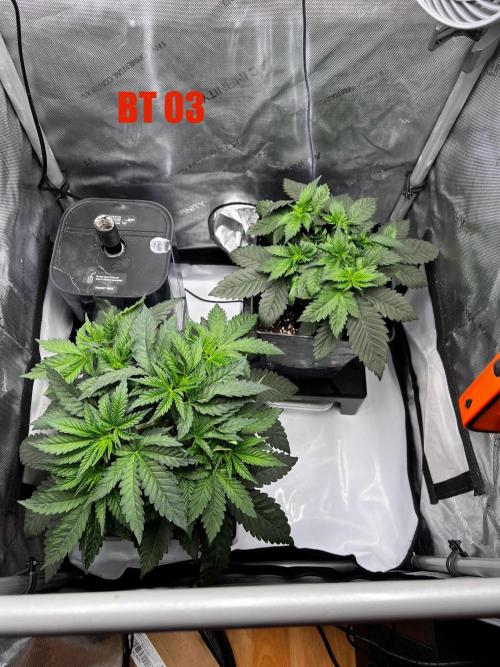 La Bomba !!!. Week 5