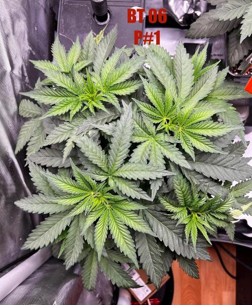 La Bomba !!!. Week 5
